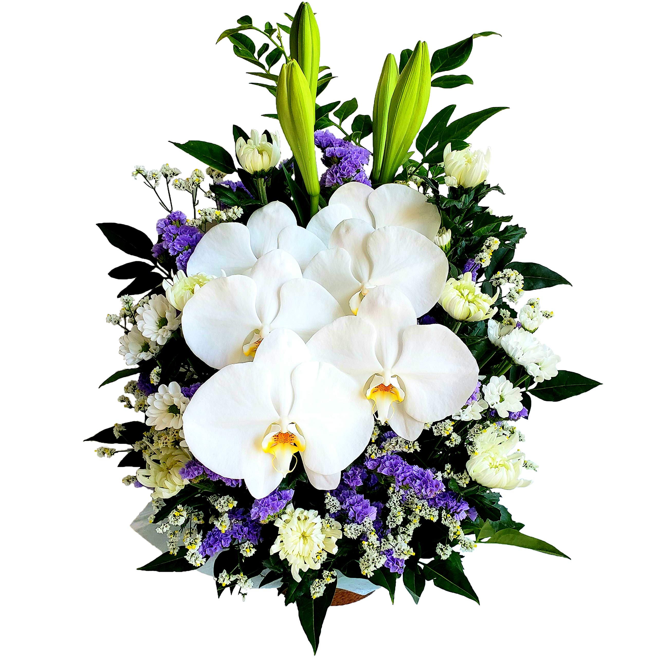 Amazon｜花金・高岡本店【お供え】 funeral 胡蝶蘭 お供えフラワー